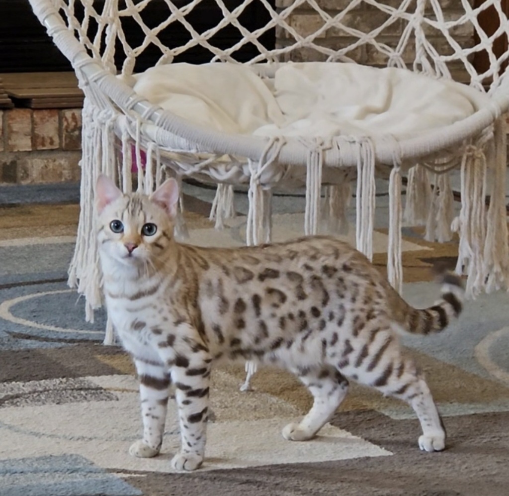 Arctic and Alaska, elite snow Bengal parents of this Bengal kitten litter.